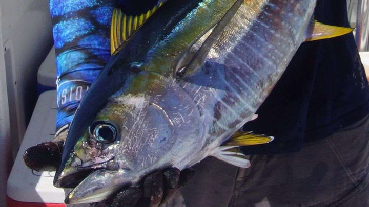 Large Yellowfin tuna caught on trolling lure.